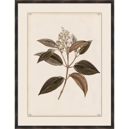 Botanical Study III 1 Botanical Study III